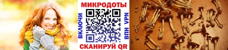 Галлюциногенные грибы Psilocybine cubensis  Тутаев 